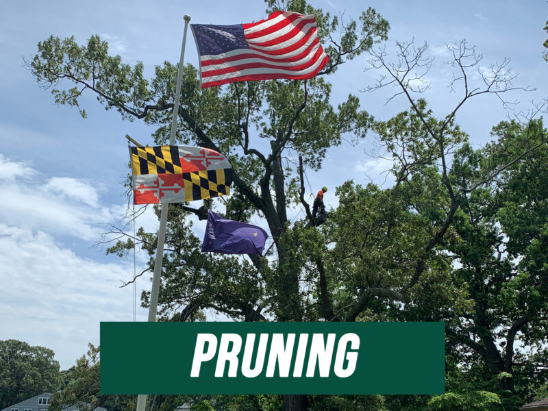 Pruning