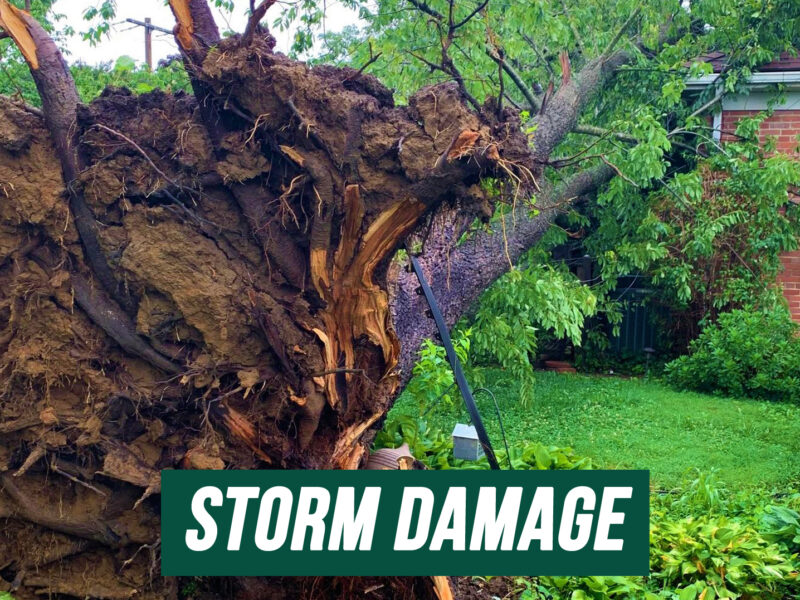 Emergency Tree Services and Storm Damage