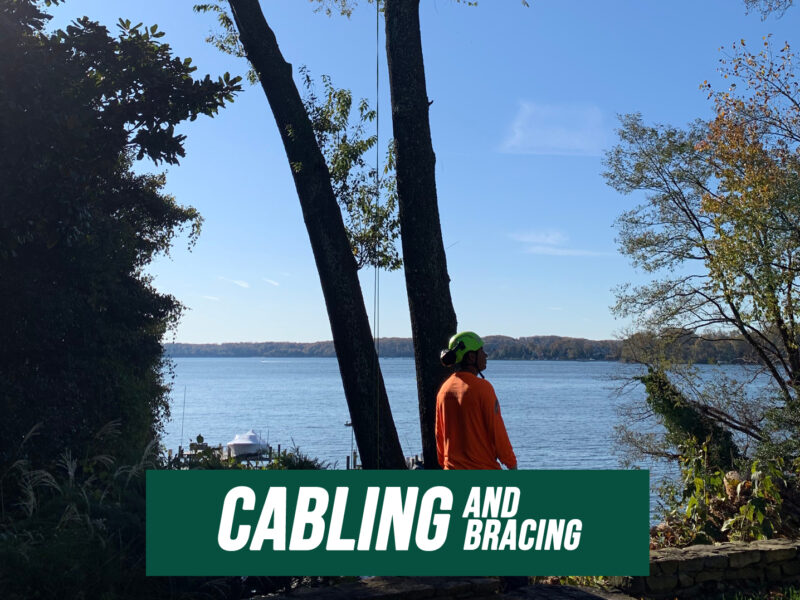 Cabling and Bracing