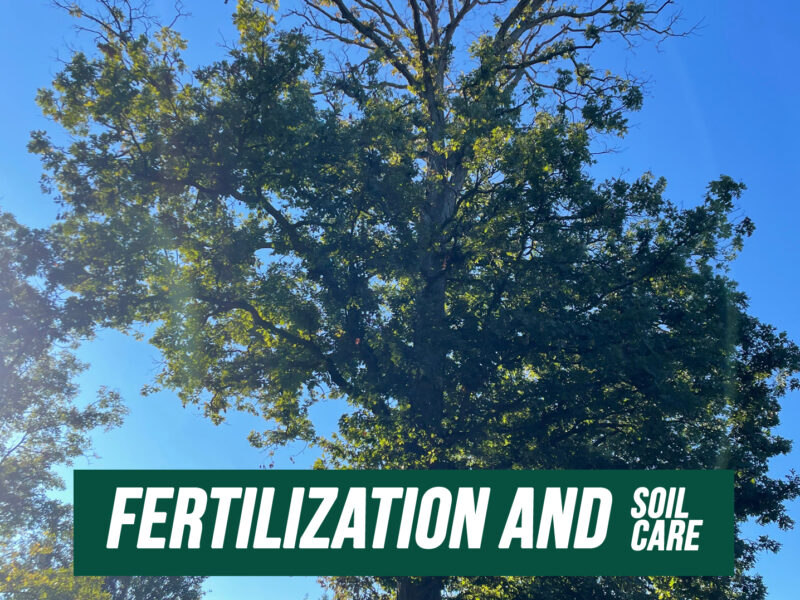 Fertilization and Soil Care