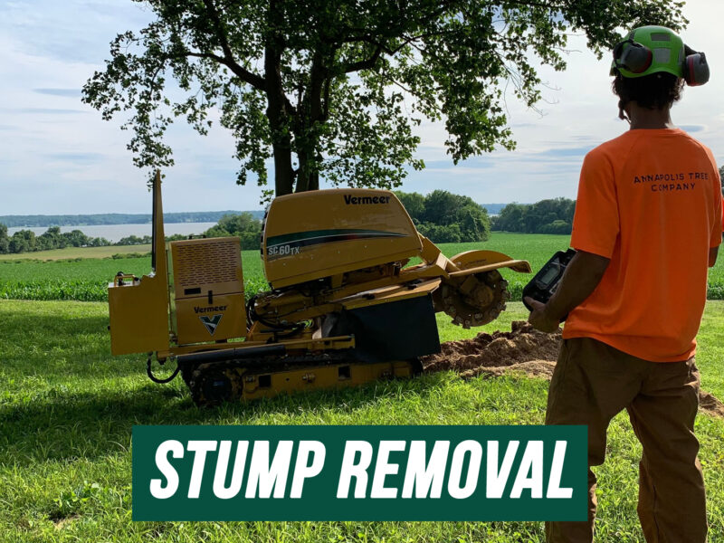 Stump Removal