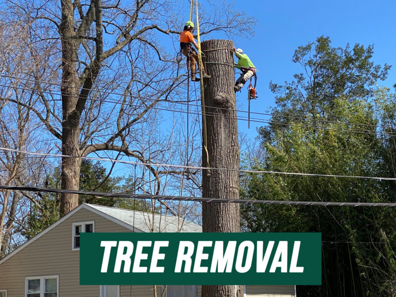 Tree Removal